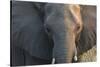 Botswana. Chobe National Park. Elephant-Inger Hogstrom-Stretched Canvas