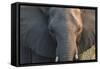 Botswana. Chobe National Park. Elephant-Inger Hogstrom-Framed Stretched Canvas