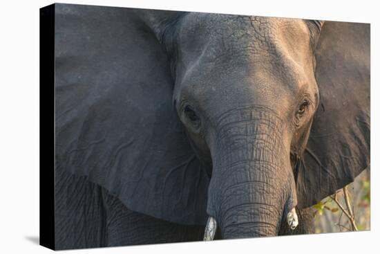 Botswana. Chobe National Park. Elephant-Inger Hogstrom-Stretched Canvas