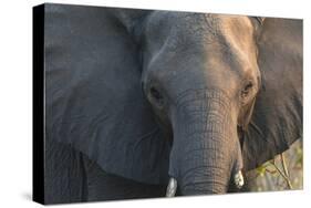 Botswana. Chobe National Park. Elephant-Inger Hogstrom-Stretched Canvas