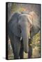 Botswana. Chobe National Park. Elephant-Inger Hogstrom-Framed Stretched Canvas