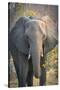 Botswana. Chobe National Park. Elephant-Inger Hogstrom-Stretched Canvas