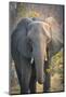 Botswana. Chobe National Park. Elephant-Inger Hogstrom-Mounted Photographic Print