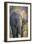 Botswana. Chobe National Park. Elephant-Inger Hogstrom-Framed Photographic Print