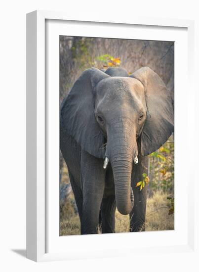 Botswana. Chobe National Park. Elephant-Inger Hogstrom-Framed Photographic Print