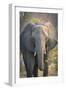 Botswana. Chobe National Park. Elephant-Inger Hogstrom-Framed Photographic Print