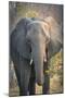 Botswana. Chobe National Park. Elephant-Inger Hogstrom-Mounted Photographic Print