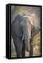 Botswana. Chobe National Park. Elephant-Inger Hogstrom-Framed Stretched Canvas