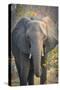 Botswana. Chobe National Park. Elephant-Inger Hogstrom-Stretched Canvas