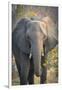 Botswana. Chobe National Park. Elephant-Inger Hogstrom-Framed Photographic Print