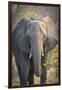 Botswana. Chobe National Park. Elephant-Inger Hogstrom-Framed Photographic Print