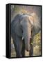 Botswana. Chobe National Park. Elephant-Inger Hogstrom-Framed Stretched Canvas