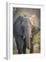 Botswana. Chobe National Park. Elephant-Inger Hogstrom-Framed Photographic Print