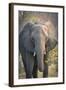 Botswana. Chobe National Park. Elephant-Inger Hogstrom-Framed Photographic Print