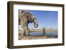 Botswana, Chobe National Park, Elephants and Giraffes at a Water Hole-Paul Souders-Framed Photographic Print