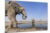 Botswana, Chobe National Park, Elephants and Giraffes at a Water Hole-Paul Souders-Mounted Premium Photographic Print