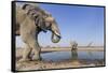 Botswana, Chobe National Park, Elephants and Giraffes at a Water Hole-Paul Souders-Framed Stretched Canvas