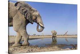 Botswana, Chobe National Park, Elephants and Giraffes at a Water Hole-Paul Souders-Stretched Canvas