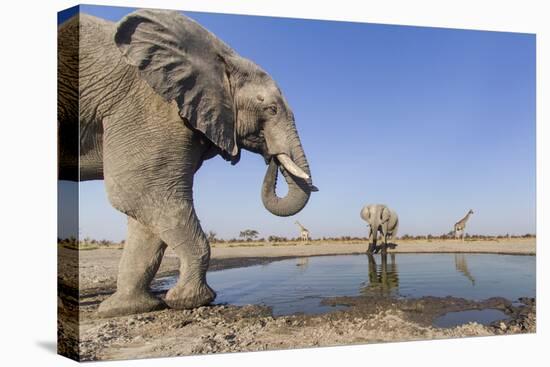 Botswana, Chobe National Park, Elephants and Giraffes at a Water Hole-Paul Souders-Stretched Canvas