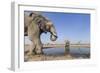 Botswana, Chobe National Park, Elephants and Giraffes at a Water Hole-Paul Souders-Framed Photographic Print