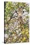 Botswana. Chobe National Park. Giraffe Camouflaged in Dry Branches-Inger Hogstrom-Stretched Canvas