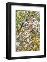 Botswana. Chobe National Park. Giraffe Camouflaged in Dry Branches-Inger Hogstrom-Framed Photographic Print