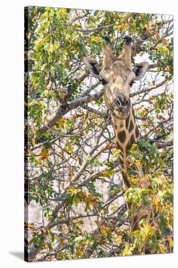 Botswana. Chobe National Park. Giraffe Camouflaged in Dry Branches-Inger Hogstrom-Stretched Canvas