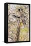 Botswana. Chobe National Park. Giraffe Camouflaged in Dry Branches-Inger Hogstrom-Framed Stretched Canvas