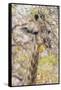 Botswana. Chobe National Park. Giraffe Camouflaged in Dry Branches-Inger Hogstrom-Framed Stretched Canvas