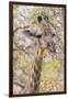 Botswana. Chobe National Park. Giraffe Camouflaged in Dry Branches-Inger Hogstrom-Framed Photographic Print