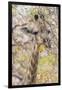 Botswana. Chobe National Park. Giraffe Camouflaged in Dry Branches-Inger Hogstrom-Framed Photographic Print