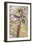 Botswana. Chobe National Park. Giraffe Camouflaged in Dry Branches-Inger Hogstrom-Framed Photographic Print