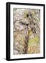 Botswana. Chobe National Park. Giraffe Camouflaged in Dry Branches-Inger Hogstrom-Framed Photographic Print