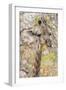 Botswana. Chobe National Park. Giraffe Camouflaged in Dry Branches-Inger Hogstrom-Framed Photographic Print