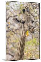 Botswana. Chobe National Park. Giraffe Camouflaged in Dry Branches-Inger Hogstrom-Mounted Photographic Print
