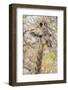 Botswana. Chobe National Park. Giraffe Camouflaged in Dry Branches-Inger Hogstrom-Framed Photographic Print