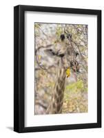 Botswana. Chobe National Park. Giraffe Camouflaged in Dry Branches-Inger Hogstrom-Framed Photographic Print