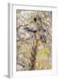 Botswana. Chobe National Park. Giraffe Camouflaged in Dry Branches-Inger Hogstrom-Framed Photographic Print