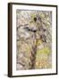 Botswana. Chobe National Park. Giraffe Camouflaged in Dry Branches-Inger Hogstrom-Framed Photographic Print