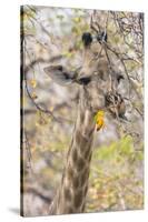 Botswana. Chobe National Park. Giraffe Camouflaged in Dry Branches-Inger Hogstrom-Stretched Canvas