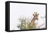 Botswana. Chobe National Park. Giraffe Peeks over a Tree-Inger Hogstrom-Framed Stretched Canvas
