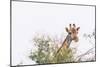 Botswana. Chobe National Park. Giraffe Peeks over a Tree-Inger Hogstrom-Mounted Photographic Print