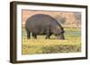 Botswana. Chobe National Park. Hippo Grazing Near the Chobe River-Inger Hogstrom-Framed Photographic Print