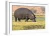 Botswana. Chobe National Park. Hippo Grazing Near the Chobe River-Inger Hogstrom-Framed Photographic Print