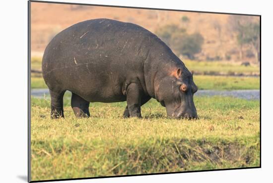 Botswana. Chobe National Park. Hippo Grazing Near the Chobe River-Inger Hogstrom-Mounted Photographic Print
