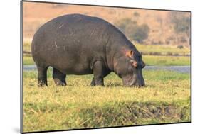 Botswana. Chobe National Park. Hippo Grazing Near the Chobe River-Inger Hogstrom-Mounted Photographic Print