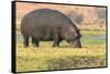 Botswana. Chobe National Park. Hippo Grazing Near the Chobe River-Inger Hogstrom-Framed Stretched Canvas