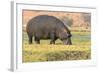 Botswana. Chobe National Park. Hippo Grazing Near the Chobe River-Inger Hogstrom-Framed Photographic Print