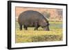 Botswana. Chobe National Park. Hippo Grazing Near the Chobe River-Inger Hogstrom-Framed Photographic Print