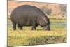 Botswana. Chobe National Park. Hippo Grazing Near the Chobe River-Inger Hogstrom-Mounted Photographic Print